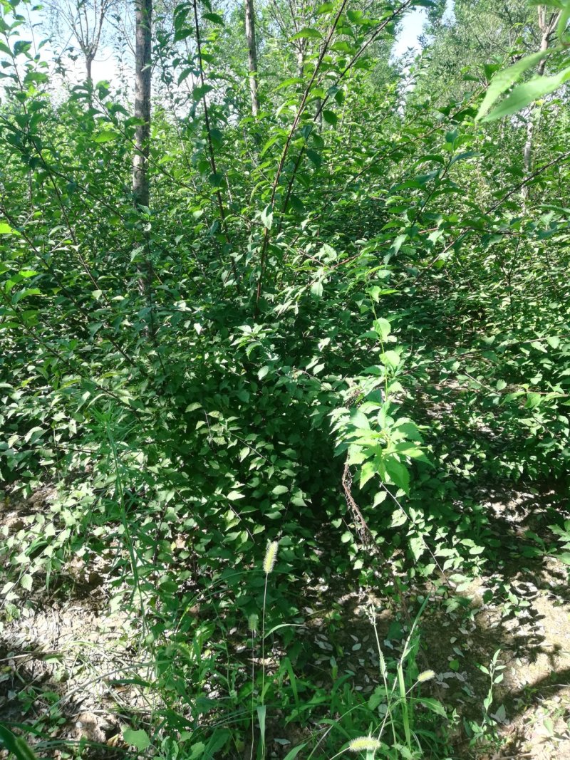 石楠球，榆叶梅，丁香，木槿