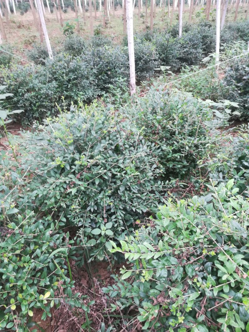 石楠球，榆叶梅，丁香，木槿