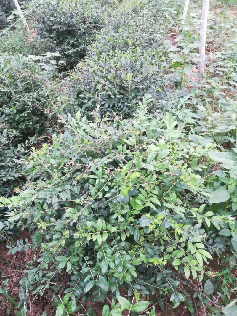 石楠球，榆叶梅，丁香，木槿
