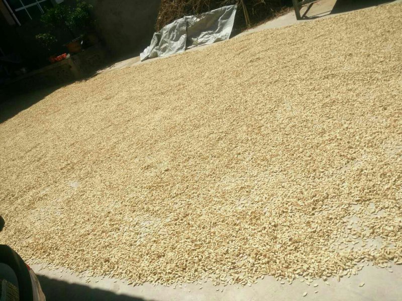 黄芪大量供应无杂质厂家直销价格优惠
