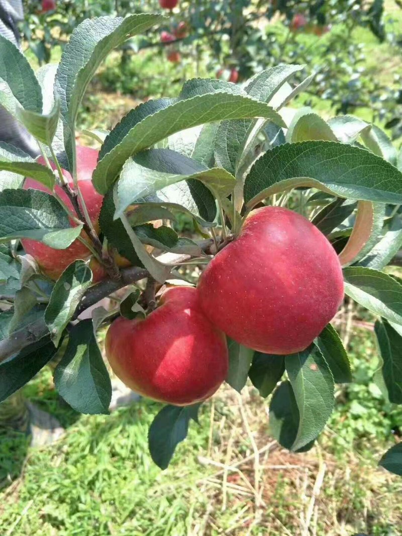 精品苹果苗，云南苹果苗，早熟红露苹果苗基地直发量大价优