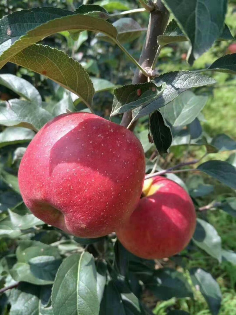 精品苹果苗，云南苹果苗，早熟红露苹果苗基地直发量大价优