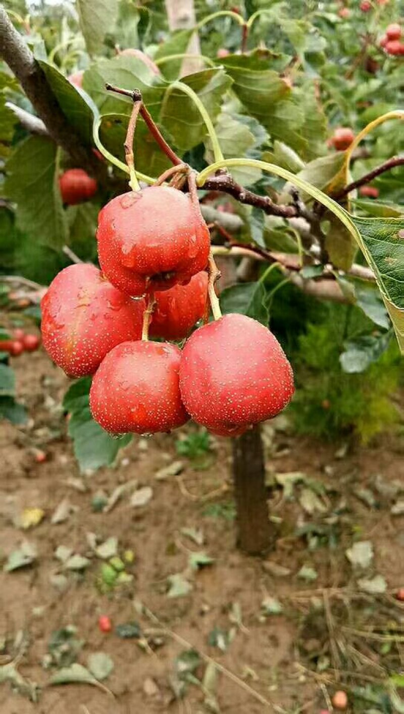 大金星山楂质量杠杠的