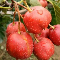 大金星山楂质量杠杠的