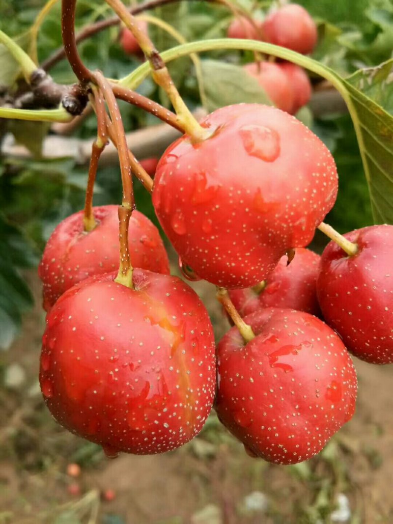 大金星山楂质量杠杠的