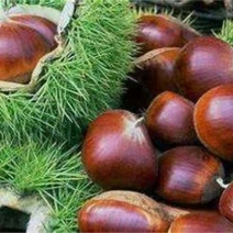 板栗苗，嫁接板栗苗，大红蜜栗苗，大红袍板栗苗，