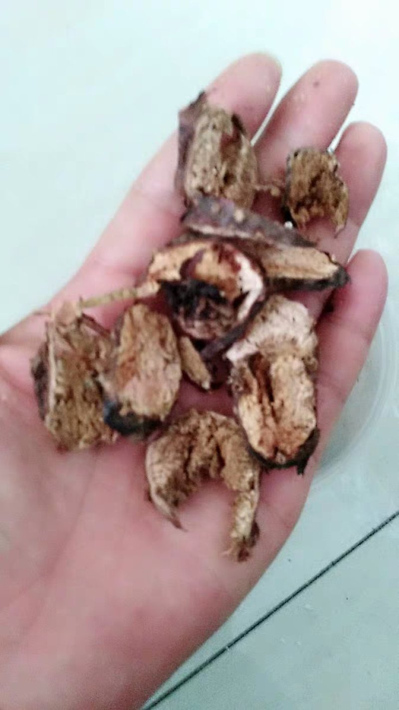 红景天干大花红景天农副土特产品农家初选1111
