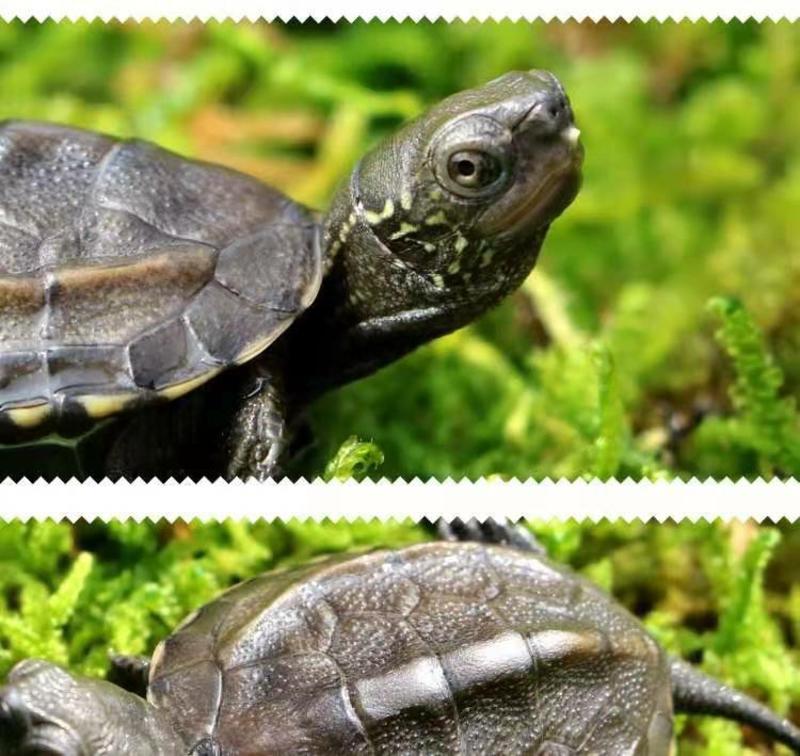 中华草龟小乌龟活体外塘长寿龟宠物水龟金线龟活物龟墨龟草