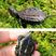 中华草龟小乌龟活体外塘长寿龟宠物水龟金线龟活物龟墨龟草
