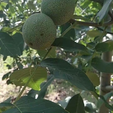 山西汾阳礼品核桃