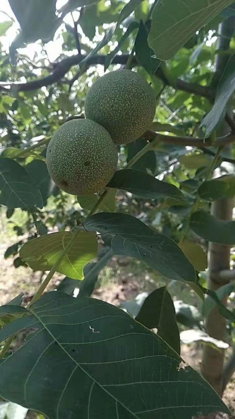 山西汾阳礼品核桃