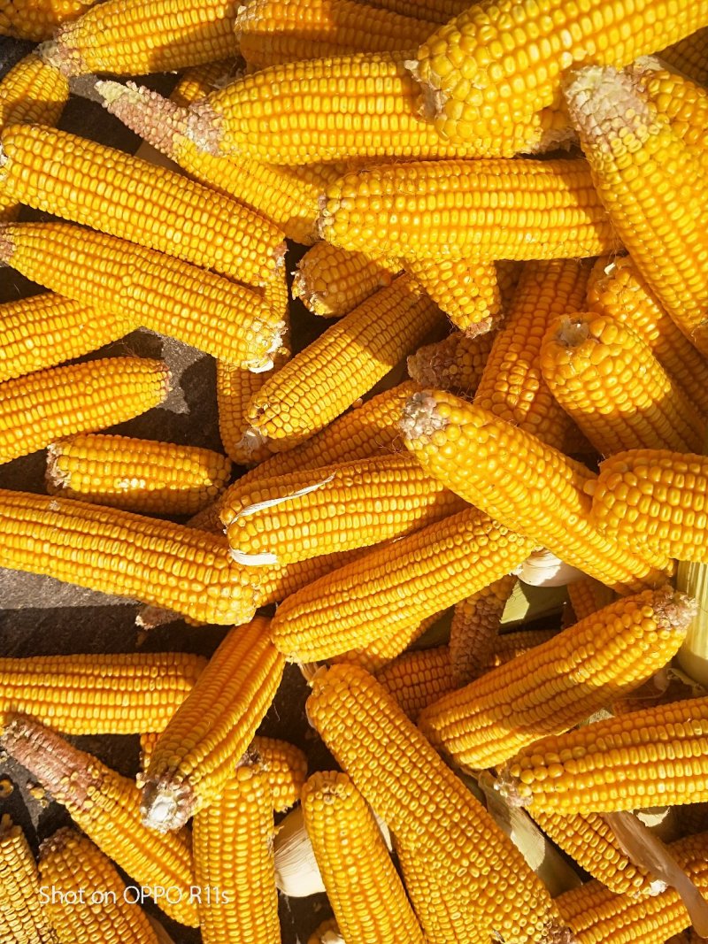 大量出售玉米棒