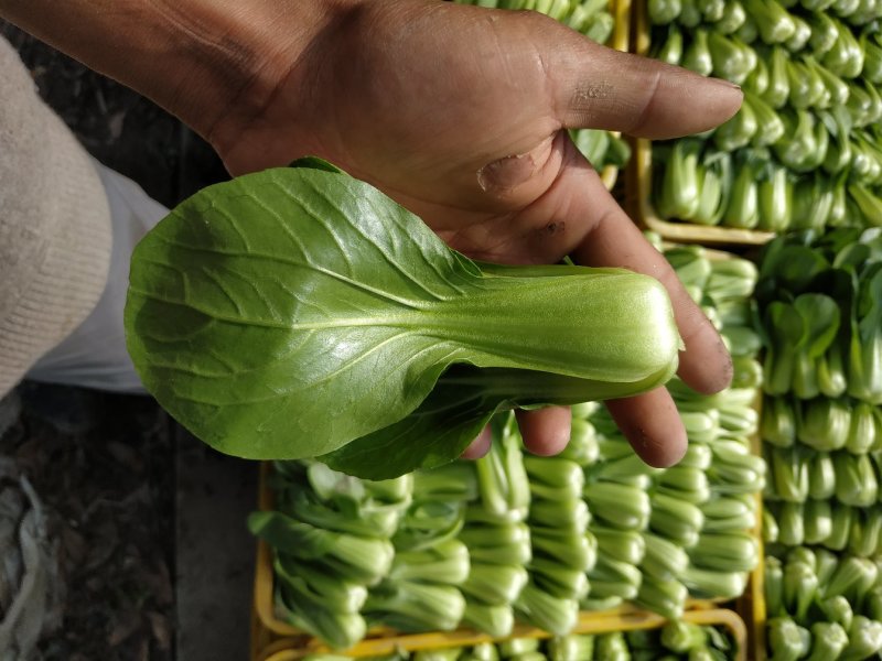 成都新繁镇精品大棚小白菜