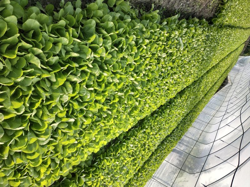 成都新繁镇精品大棚小白菜