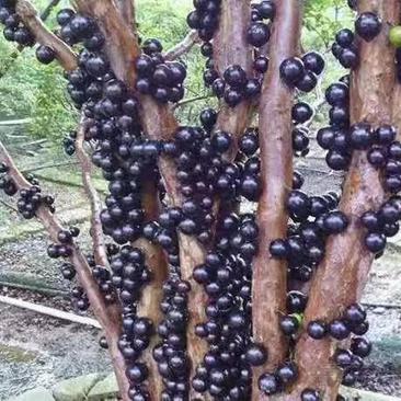 嘉宝果树葡萄苗，果子像葡萄黑溜溜的，它是长在树干上的