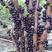 嘉宝果树葡萄苗，果子像葡萄黑溜溜的，它是长在树干上的
