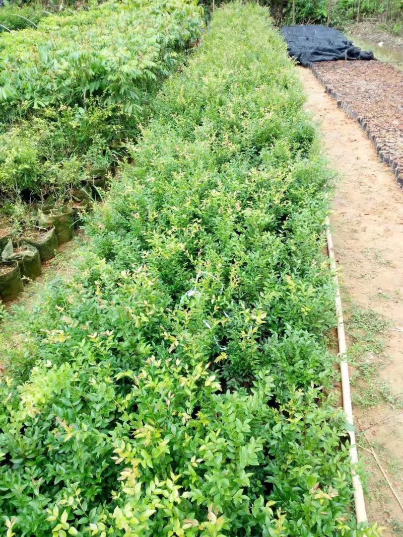 嘉宝果树葡萄苗，果子像葡萄黑溜溜的，它是长在树干上的