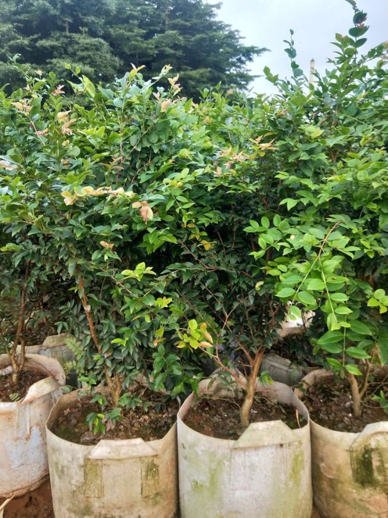 嘉宝果树葡萄苗，果子像葡萄黑溜溜的，它是长在树干上的