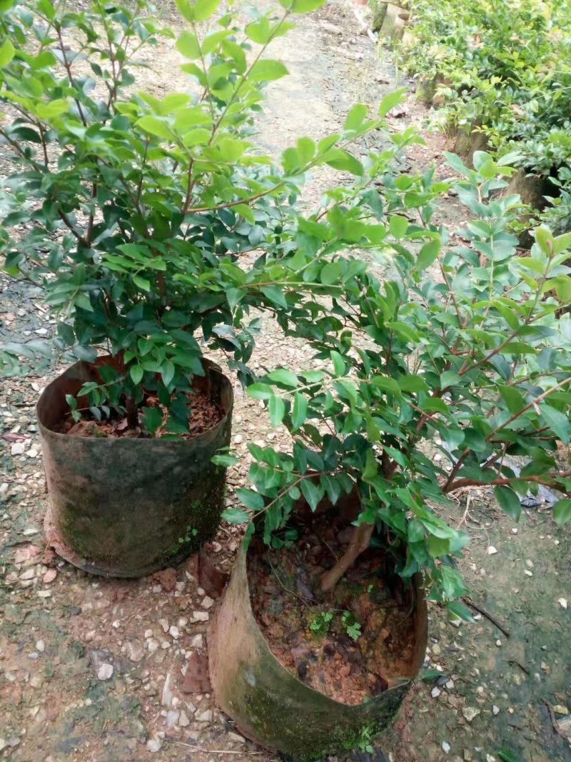 嘉宝果树葡萄苗，果子像葡萄黑溜溜的，它是长在树干上的