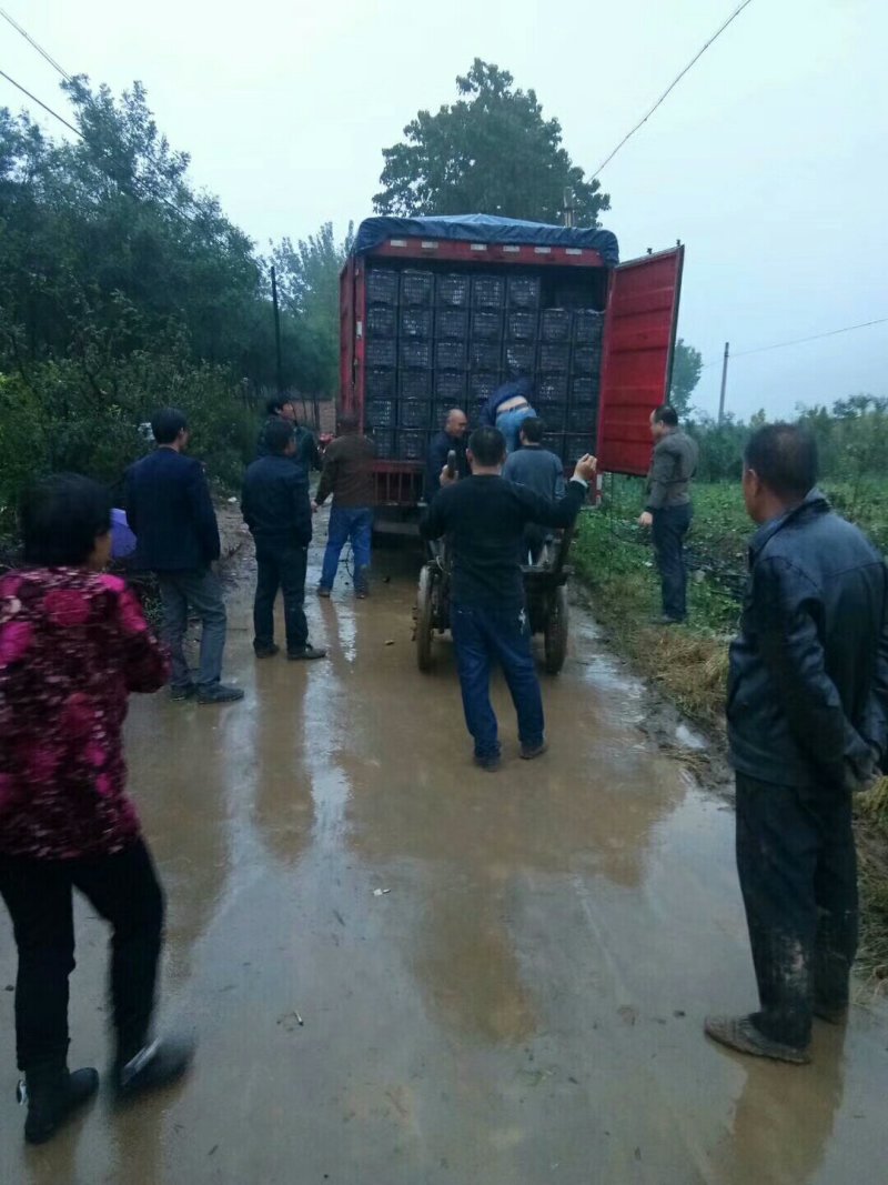 大金星山楂质量杠杠的