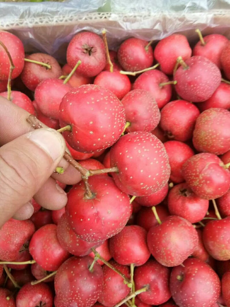 大金星山楂质量杠杠的
