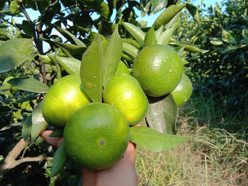 【供货电商】四川资阳蜜桔产地直发货量大，皮薄多汁价格实惠