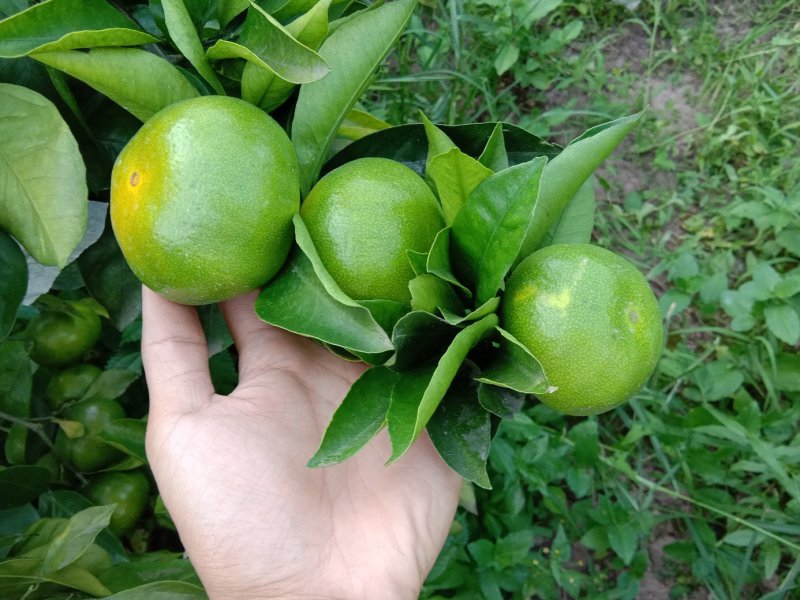 【供货电商】四川资阳蜜桔产地直发货量大，皮薄多汁价格实惠