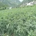 茂县高山生态西红柿大量上市了
