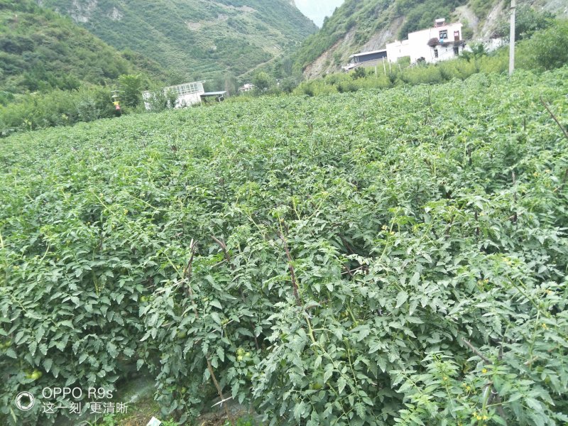 茂县高山生态西红柿大量上市了
