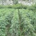 茂县高山生态西红柿大量上市了