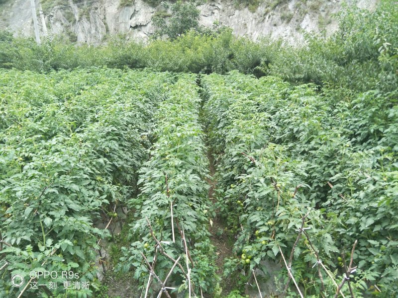 茂县高山生态西红柿大量上市了