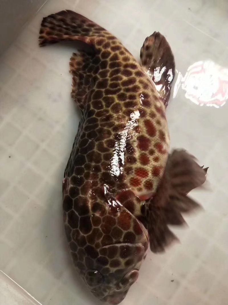 海鱼