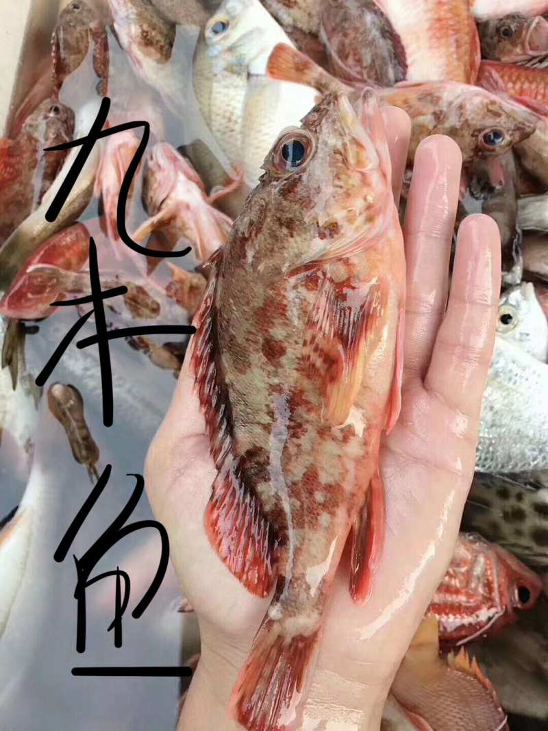 海鱼
