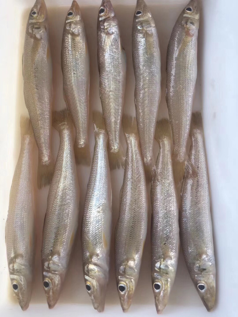 海鱼