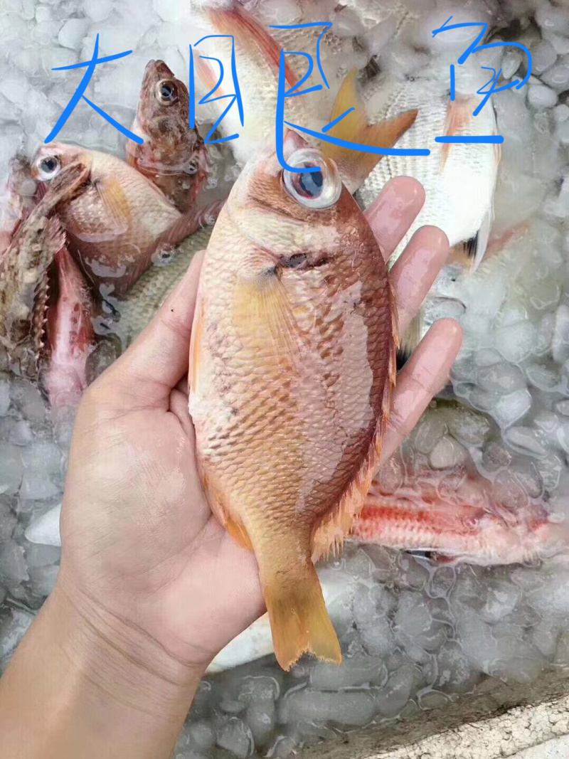 海鱼