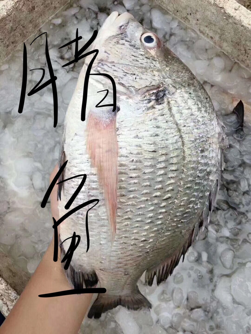 海鱼