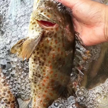 海鱼