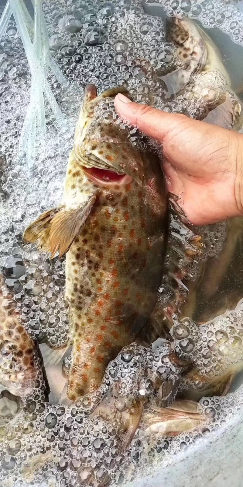 海鱼
