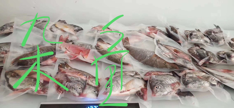 海鱼