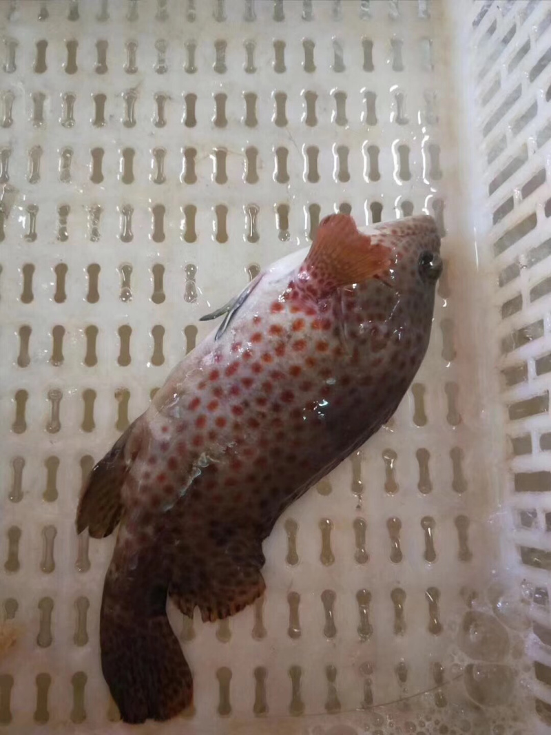 海鱼
