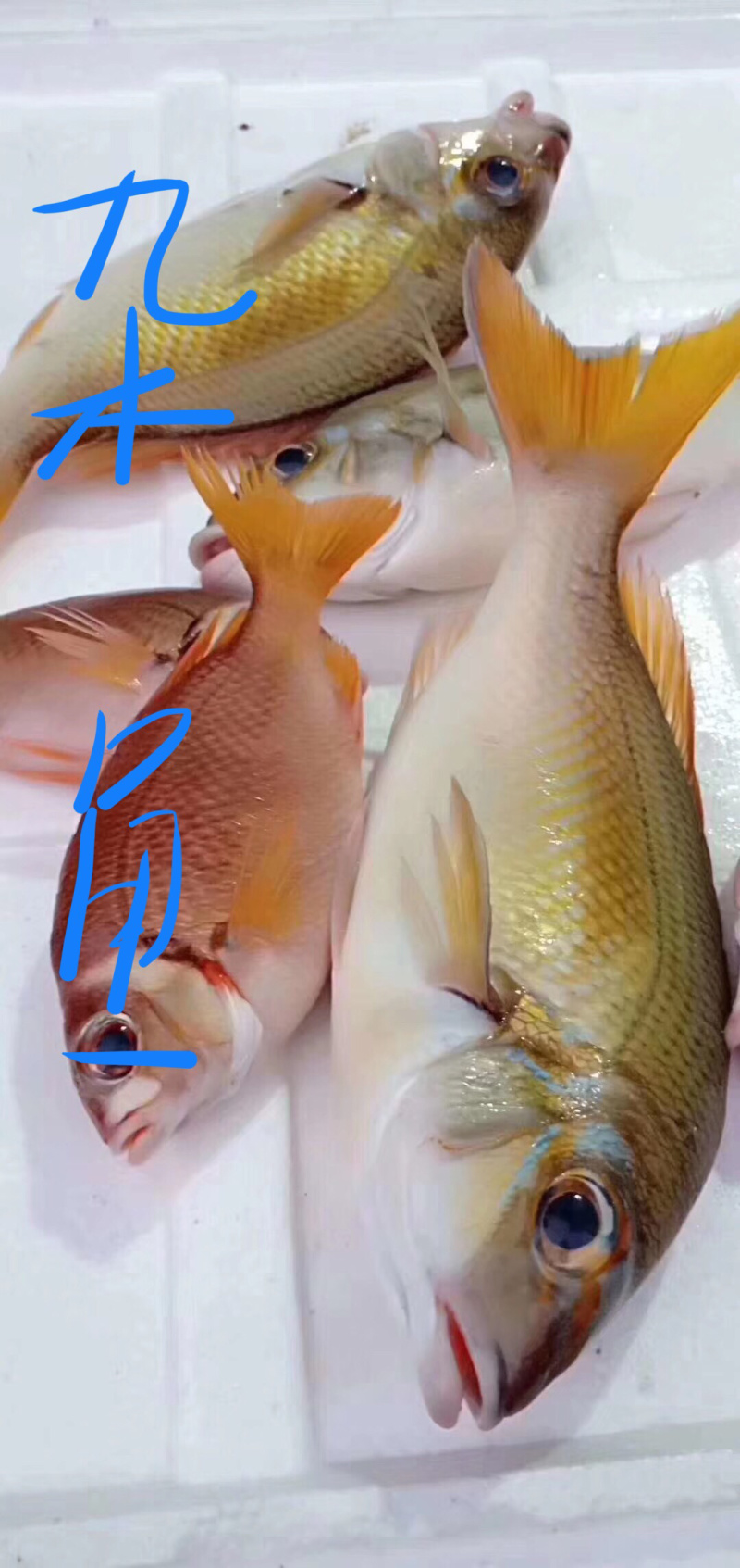 海鱼