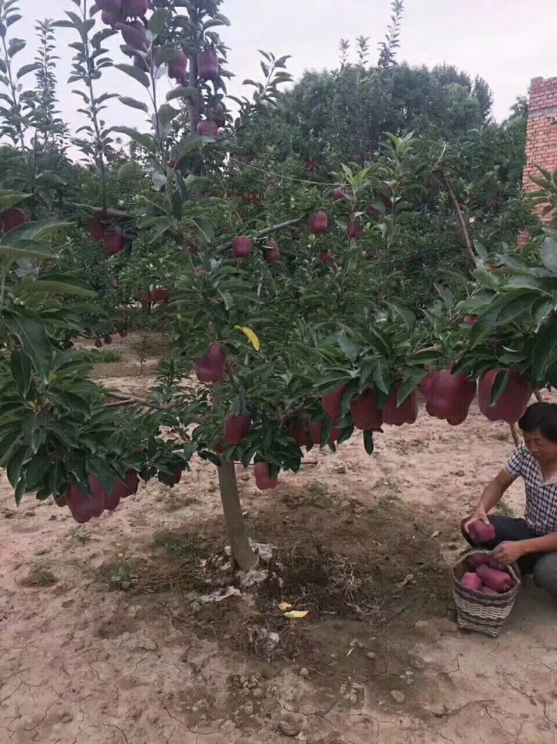花牛，甘肃天水市花牛马果产地，，产地直发一手货源。