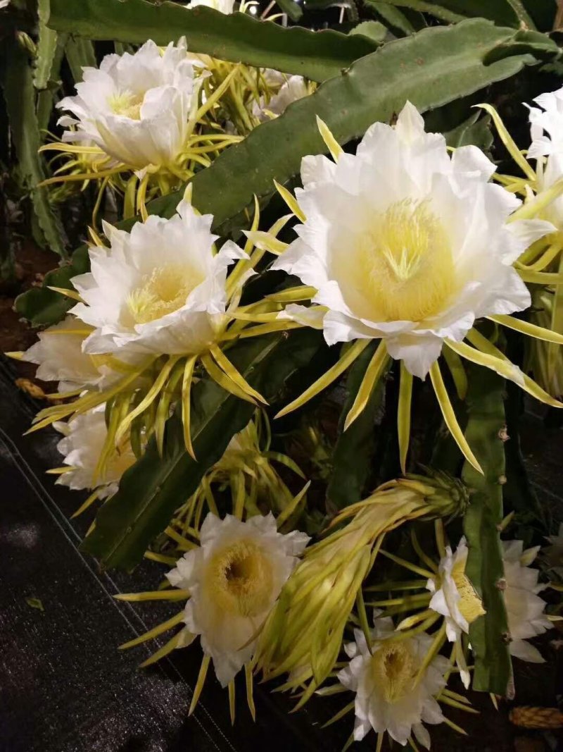 火龙果（红心）