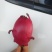 火龙果（红心）