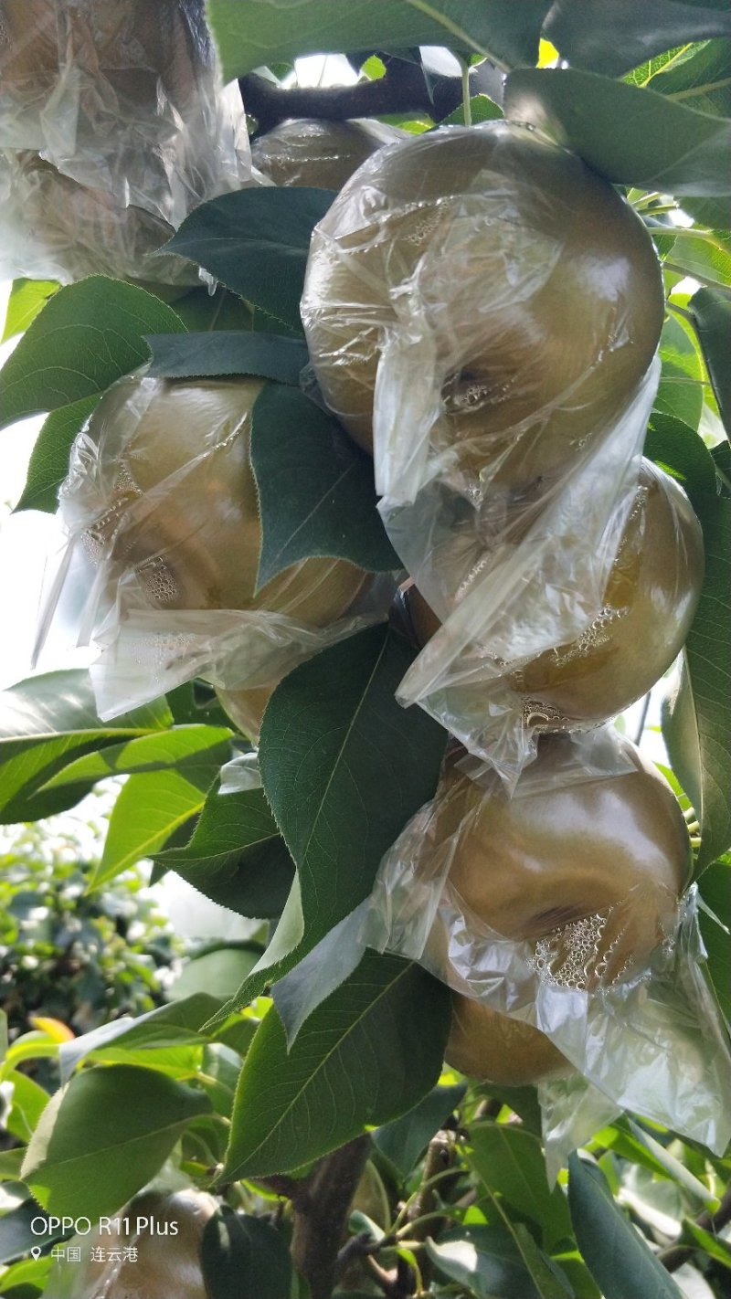 晚秋黄梨梨圆黄梨黄梨江苏梨果品无渣碎甜果味香甜