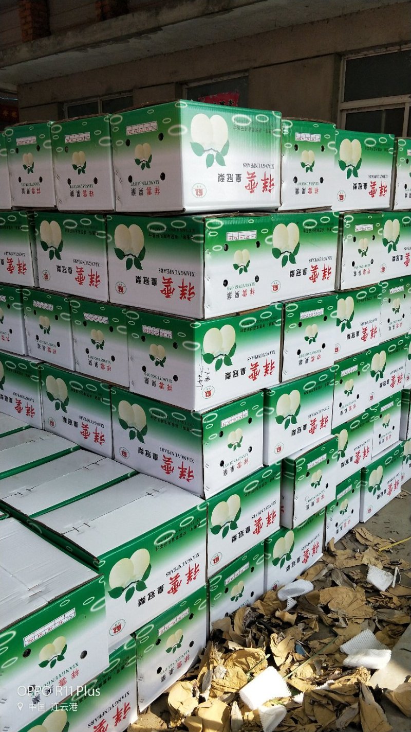 晚秋黄梨梨圆黄梨黄梨江苏梨果品无渣碎甜果味香甜