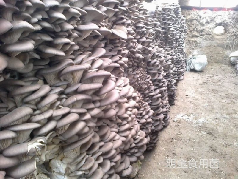 平菇母种【平菇菌种】菌棒原种栽培种品质上乘保证质量