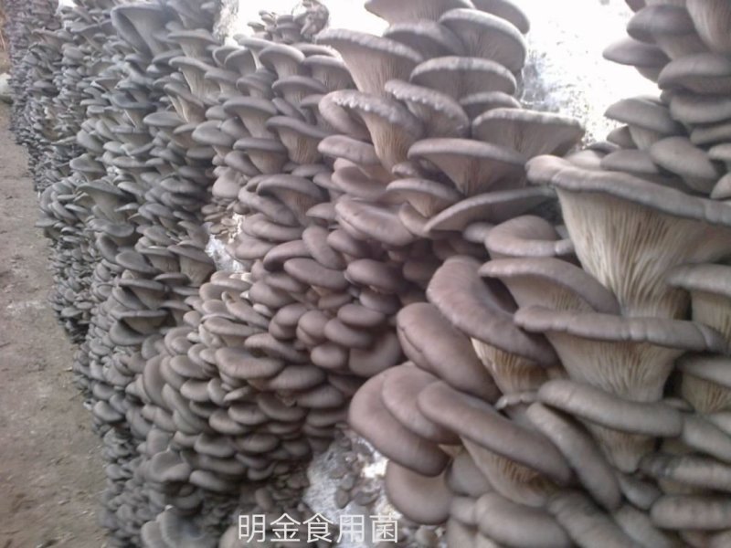 平菇母种【平菇菌种】菌棒原种栽培种品质上乘保证质量