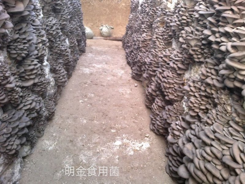 平菇母种【平菇菌种】菌棒原种栽培种品质上乘保证质量