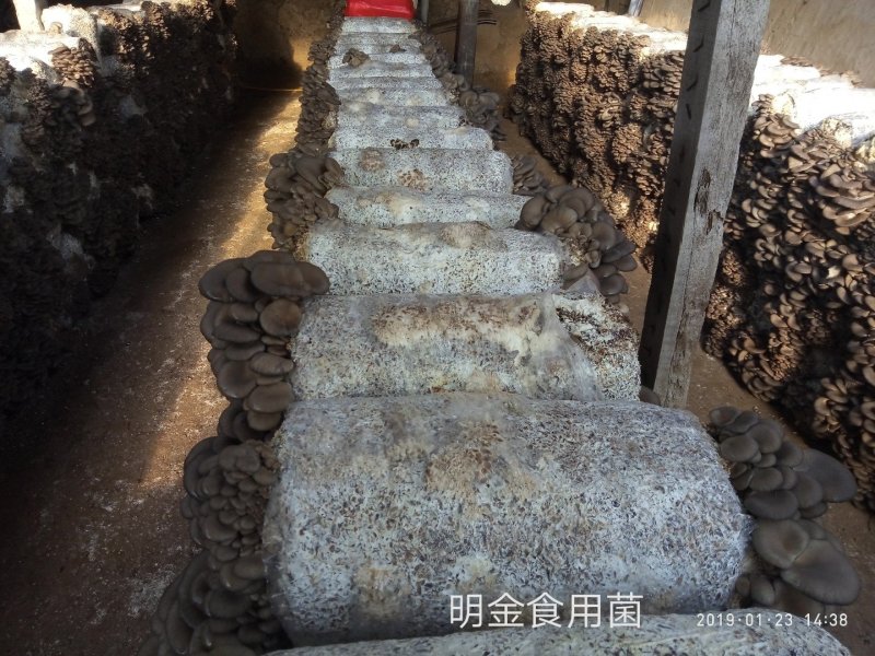 平菇母种【平菇菌种】菌棒原种栽培种品质上乘保证质量